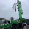 Trees Subject to tree preservation order (TPO) and Conservation Area