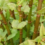 Japanese Knotweed: What Yorkshire Property Owners and Developers Need to Know