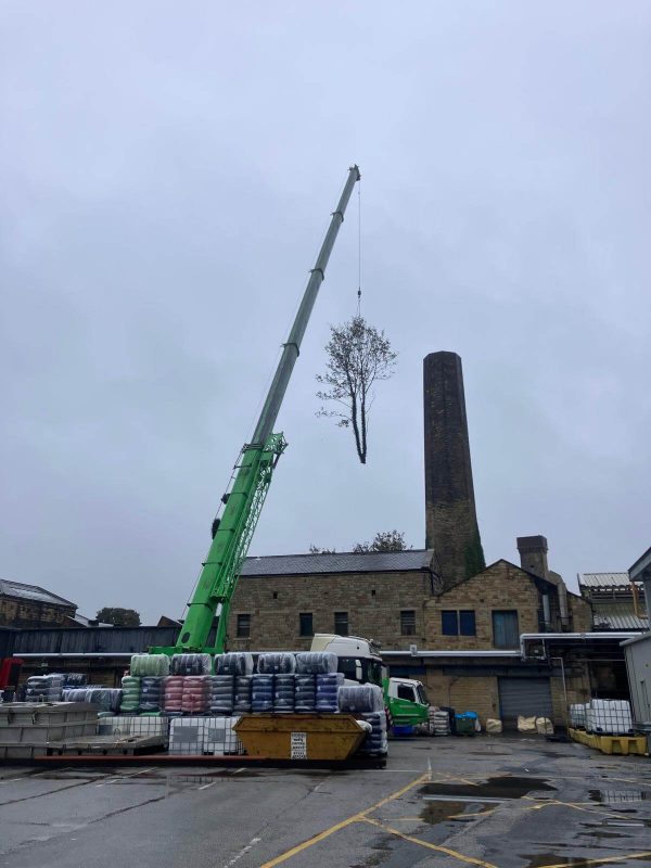 Canopy Reduction/Pollarding