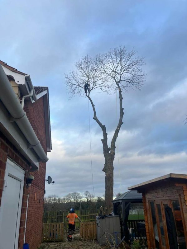 tree felling