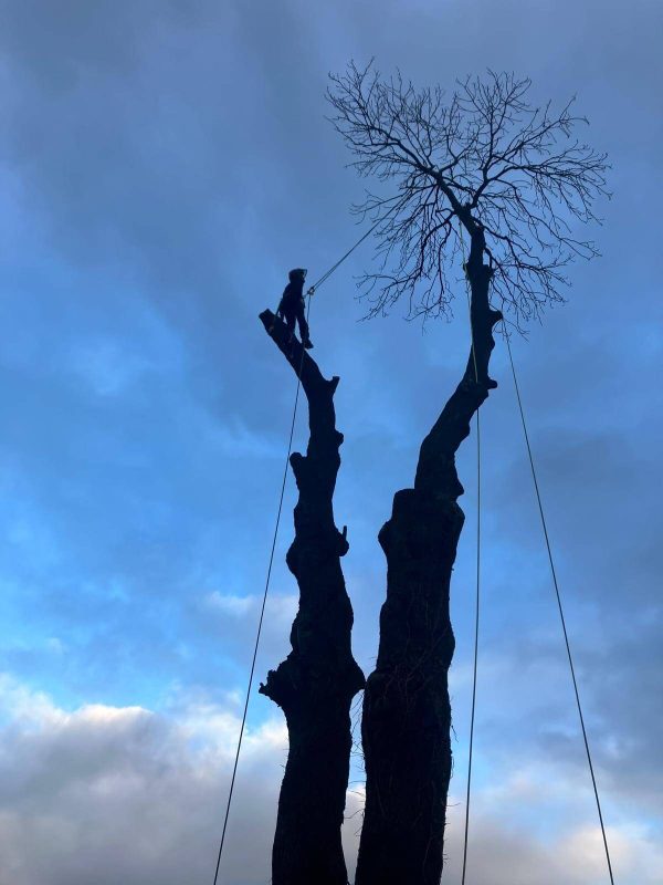 Tree Pruning & Shaping