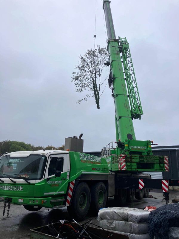 Trees Subject to tree preservation order (TPO) and Conservation Area