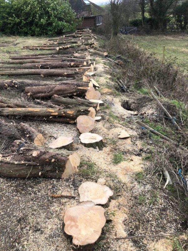 Tree Felling and stump grinding
