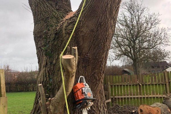 Tree Site clearance and De-vegetation