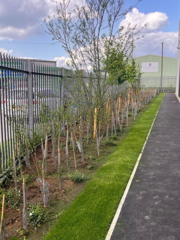 Tree planting company